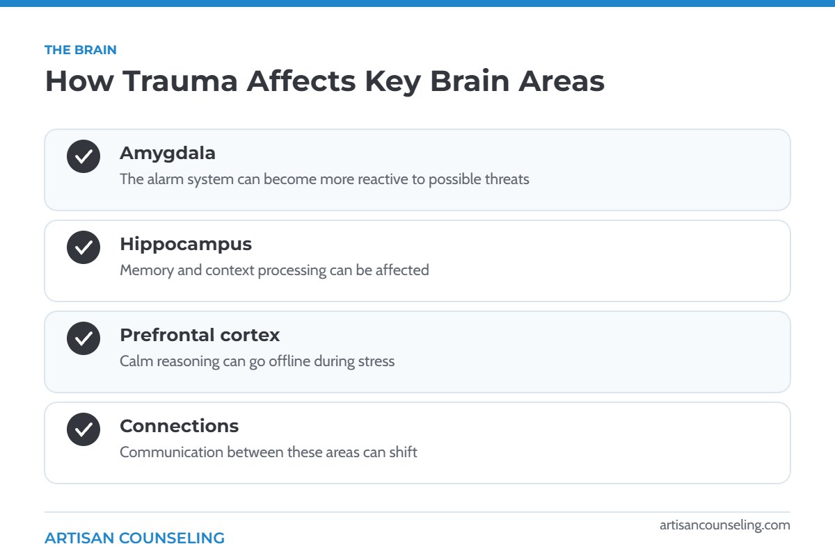 Infographic of how trauma affects the amygdala, hippocampus, prefrontal cortex and brain connectivity